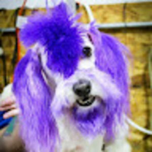 Meet your Posher, Kandi